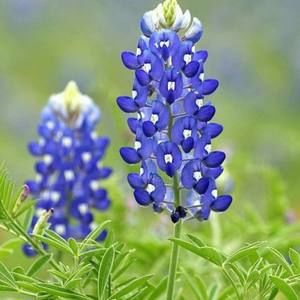 Meet your Posher, Misty